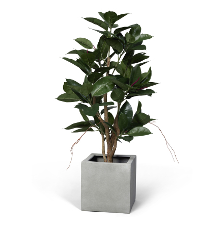 Konstvxt ficus robusta 120cm