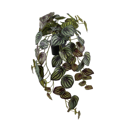 Konstvxt Peperomia 450